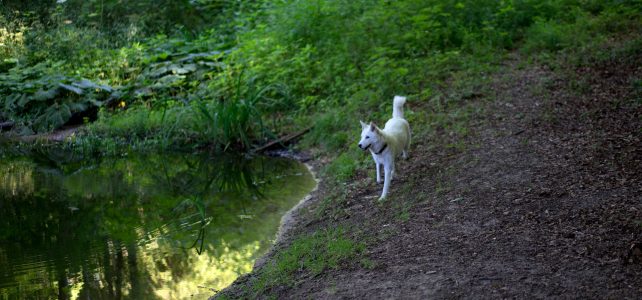 Unsere Jindo Dogs