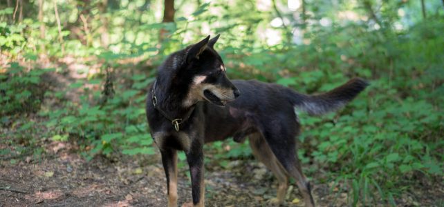 Koreanischer Jindo Dog Beitragsbild